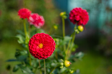 Red Zinnia elegans flowers in bloom, Dahlia-flowered Zinnia in a summer garden, vibrant crimson petals with shallow depth of field, closeup floral photography © Maciej