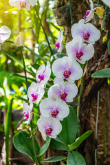 White orchid flower blooming on tropical garden plant with soft natural background and sunlight © Around Ball