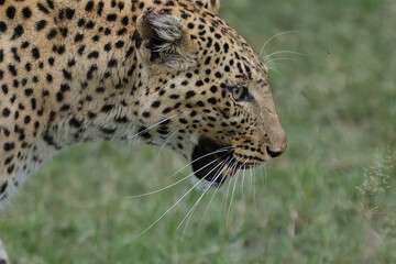 Leopard head © Andrew