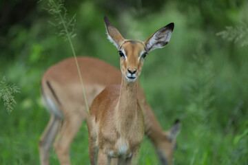 Baby Impala © Andrew