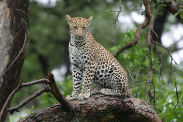 Fototapeta premium Leopard in Tree