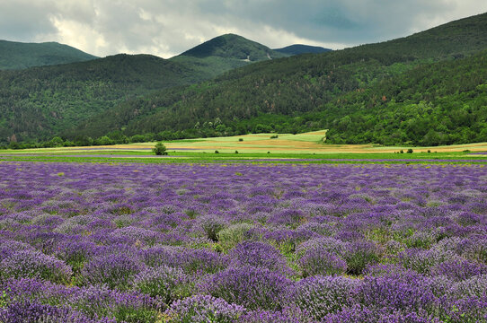 Aromatic Lavender Field Mountain,Kazanlak, Bulgaria