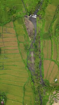 Cinematic aerial top-down of Tegalalang Rice Terraces &ndash; Iconic green agricultural patterns and tropical coconut palms in Ubud, Bali