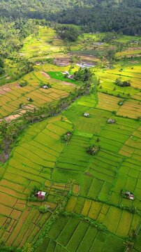 Cinematic aerial top-down of Tegalalang Rice Terraces &ndash; Iconic green agricultural patterns and tropical coconut palms in Ubud, Bali
