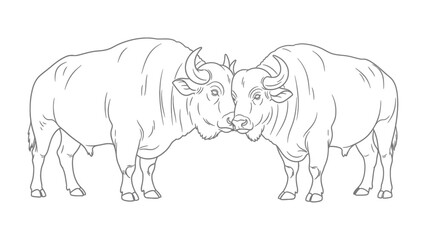 Mutual Embrace: Two powerful bulls share a moment of connection, their horns gently touching as they stand face to face, showcasing strength and bonding.