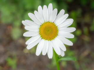 Obraz premium Bud of chamomile flower with the blurred background