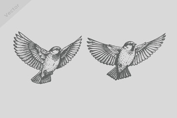 Vintage engraving isolated Sparrow bird illustration. Retro flying Sparrow bird vector. © SAGOR