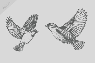 Vintage engraving isolated Sparrow bird illustration. Retro flying Sparrow bird vector. © SAGOR