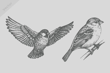 Fototapeta premium ink sketch Sparrow bird Vintage isolated illustration. Engraving style Sparrow bird vector for creative design. Eps 10