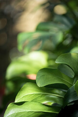 Obraz premium Close-up of lush green monstera leaves with soft sunlight filtering through the foliage