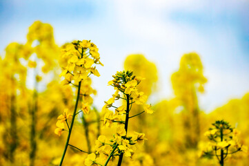 Obraz premium rapeseed field in spring