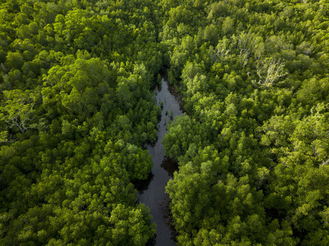 Aerial view of a dark waterway snaking through the vibrant green canopy of the Karimunjawa Mangrove Forest, Karimunjawa, Central Java, Indonesia.