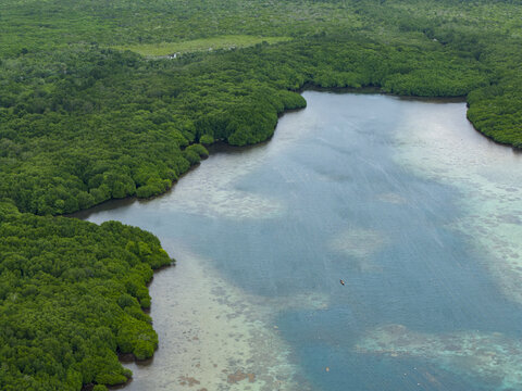 Aerial view of the vivid green mangrove forests meet the turquoise waters, a tranquil scene in Karimunjawa Mangrove Forest, Karimunjawa, Central Java, Indonesia.