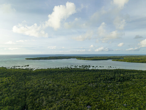 Aerial view of verdant mangrove forests meeting the tranquil sea under a serene sky, Karimunjawa, Central Java, Indonesia.