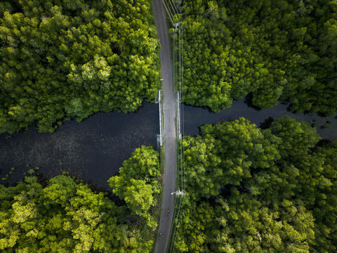 Aerial view of a bridge spanning a dark waterway, embraced by the vibrant green canopy of Karimunjawa Mangrove Forest, Karimunjawa, Central Java, Indonesia.