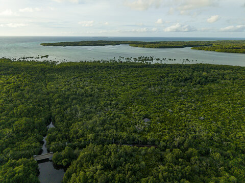 Aerial view of dense mangrove forests meeting the tranquil sea under a soft sky, Karimunjawa, Central Java, Indonesia.