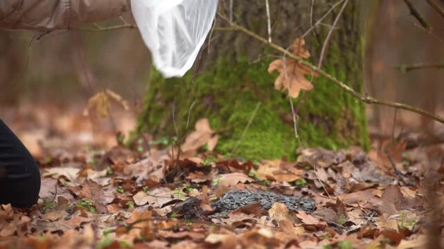 Closeup photo of female hands pouring black sunflower seeds for birds in autumn forest Young woman pouring sunflower seeds onto fallen leaves in a forest, supporting birds