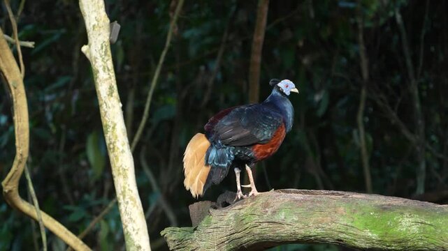 A magnificent Borneo Crested Fireback, scientifically named Lophura ignita, roams in the dappled sunlight of the Borneo rainforest.