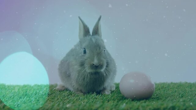 Rabbit sniffing pink egg on turf curious nudging sitting upright flecks falling camera panning ad