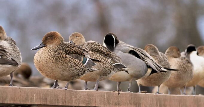 female duck of northern pintall sleeping on wooden bridge fence