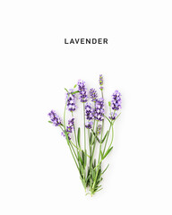 Obraz premium Fresh blooming lavender sprigs isolated on white background in minimal flat lay composition