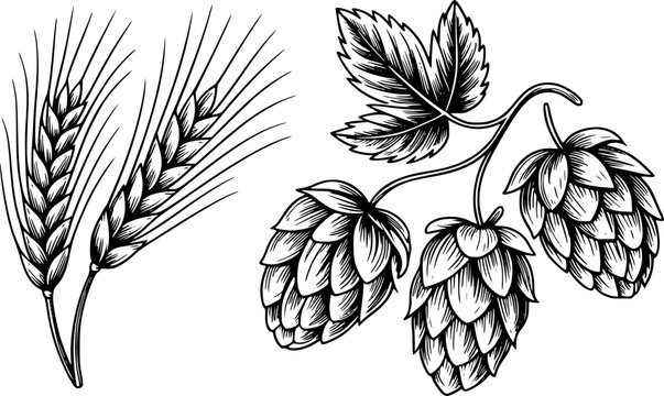 Detailed black and white of barley ears and hop cones white background grain