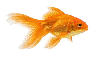 Fototapeta premium A vibrant orange goldfish with shiny scales isolated on transparent background