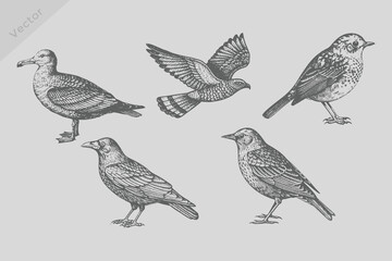 Realistic hand-drawn birds set illustration. robin, falcon, kite, Crow, starling, seagull in engraved style. Vintage black sketch birds set.