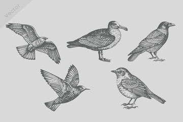 realistic sketch Crow, starling, seagull, robin, falcon, kite in Vintage engraving style. Ink isolated bird set vector illustration. © SAGOR