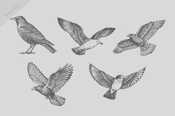 realistic sketch Crow, starling, seagull, robin, falcon, kite in Vintage engraving style. Ink isolated bird set vector illustration. © SAGOR
