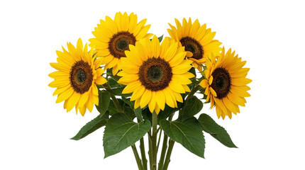 Fototapeta premium A bouquet of bright yellow sunflowers with green leaves isolated on transparent background