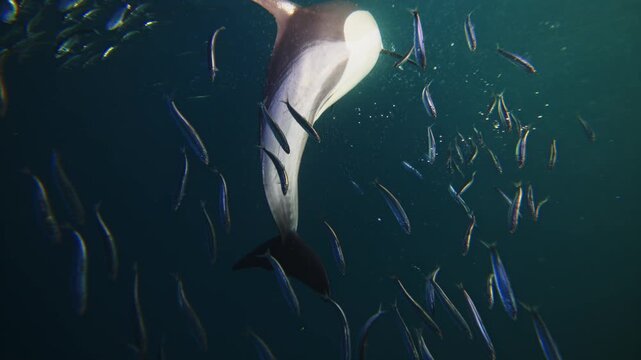 common dolphins hunt sardine run fish bait ball Underwater footage of South Africa. Amazing shot dolphins attacking pod of fish in Atlantic ocean. Marine aquatic mammals wildlife of Africa concept.