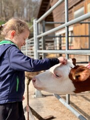 A little blonde girl strokes a calf on a farm. © Iryna
