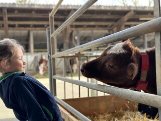  Child and calf. A little blonde girl and a calf on a farm.