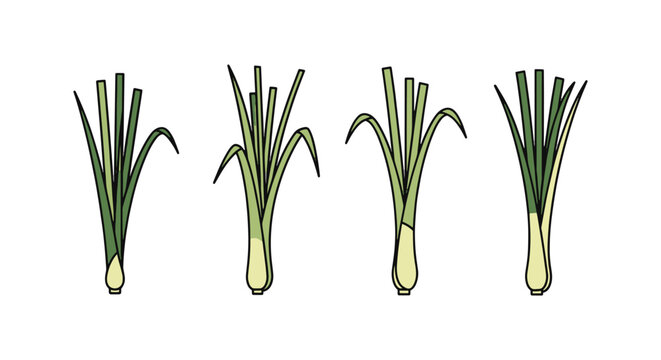 Lemongrass Line art vector creative vibrant abstract