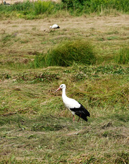 Bocian w Polsce © Przemysaw