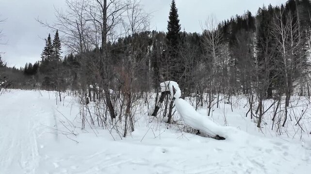 Winter Trail Signage With Footprints. Forest Path Signs Guide Skiers And Hikers Accurately. Markers On Trees And Footprints On Snow Lead Skiers And Hikers Through Isolated Woodland Routes