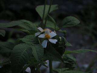 Fototapeta premium Wild White Flower Blooming in Deep Green Forest Light in Hanoi, Vietnam in the autumn