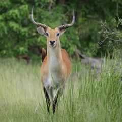 impala antelope in the wild © Andrew