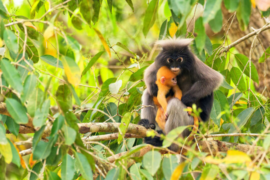 S&uuml;dlicher Brillenlangur im  Kaeng Krachan National Park Thailand