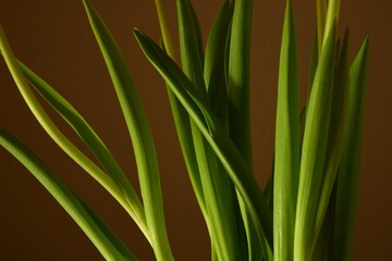 Obraz premium Background with green leaves. Close-up of long green leaves of tulip flowers