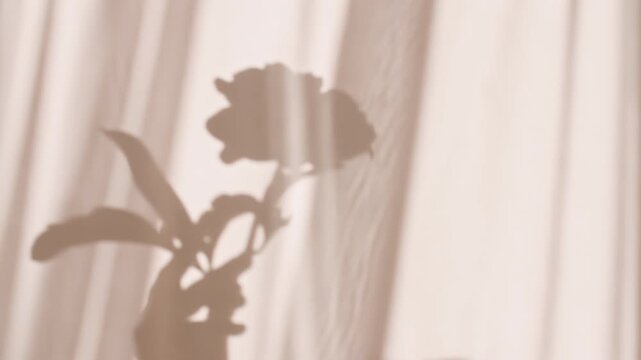 The girl holds a peony flower in her hand. Transparent soft light and shadow from from leaves of the peony on wall. Product presentation, mockup for advertising. High quality 4k footage