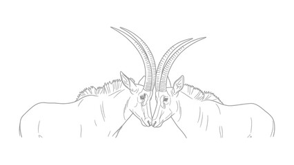 Sable Antelope Duel: A detailed illustration captures a striking moment of confrontation between two sable antelope, horns interlocked in a display of dominance and power. © mahmuda428