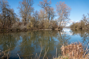 Obraz premium Mirror Reflections on the Altrhein near Kappel-Grafenhausen