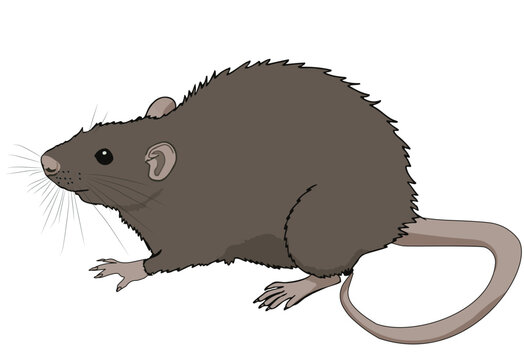 Brown wild rat isolated on white background. Grey mouse clip art, vector eps 10