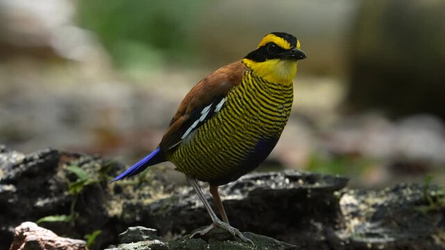 Nature wildlife footage of Borneo banded pitta (Hydrornis schwaneri) It is found only in Borneo