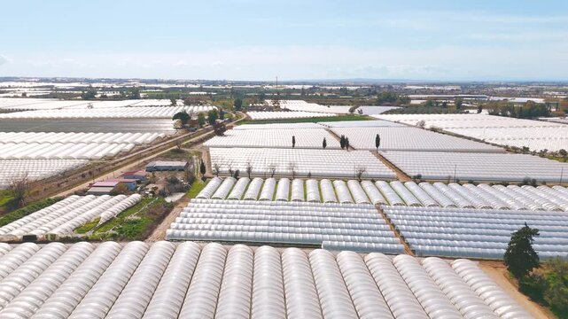 Expansive strawberry fields with lush greenhouses, aerial view