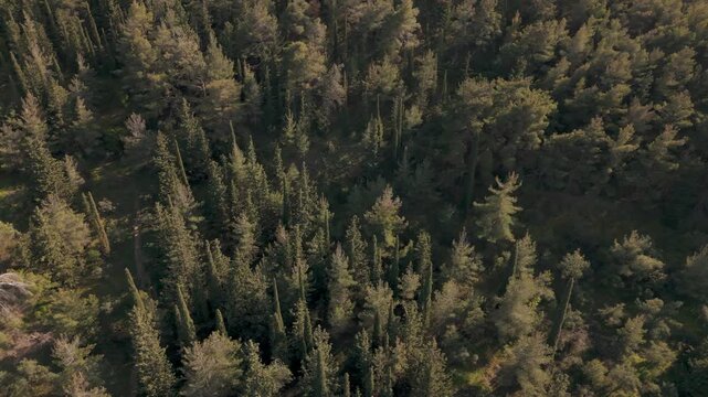 Aerial view of Ymittos mountain forest in Greece, serene and lush
