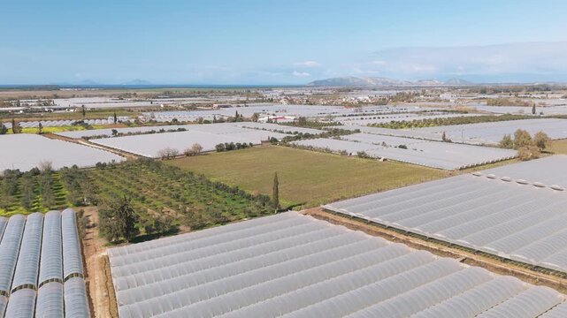 Aerial view of strawberry fields under blue sky, showcasing vast agriculture