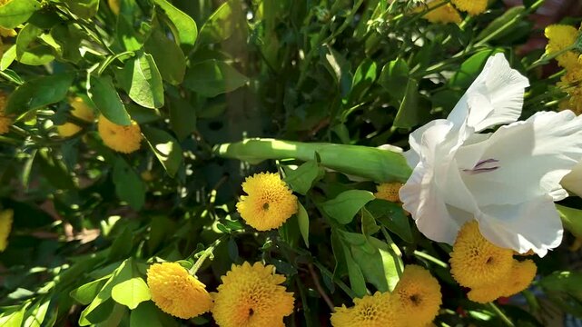 White garden flower blooming among yellow button flowers and green leaves in outdoor garden environment. Natural sunlight highlighting petals and fresh spring nature beauty.